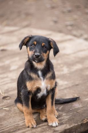 Hepi oglasnik hepi oglasnik