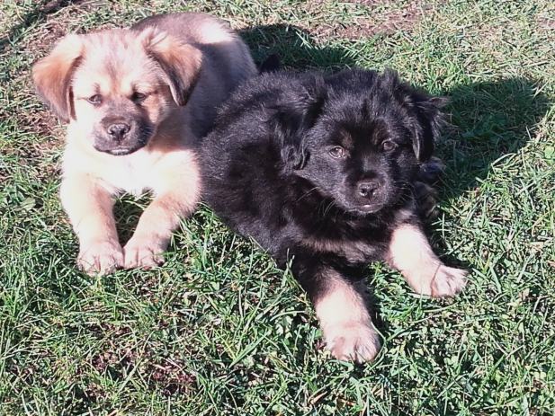 Dobre stvari njuskalo dobre stvari njuskalo