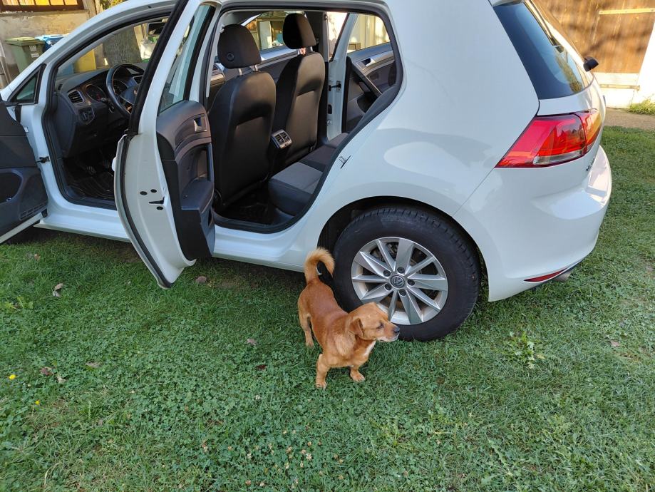 VW Golf 7 1,6 TDI, fotografija 15