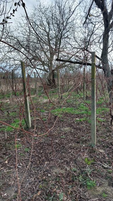 POKLANJAM Betonski stupovi za vinograd, Čazma (G. Draganec/Bojana)