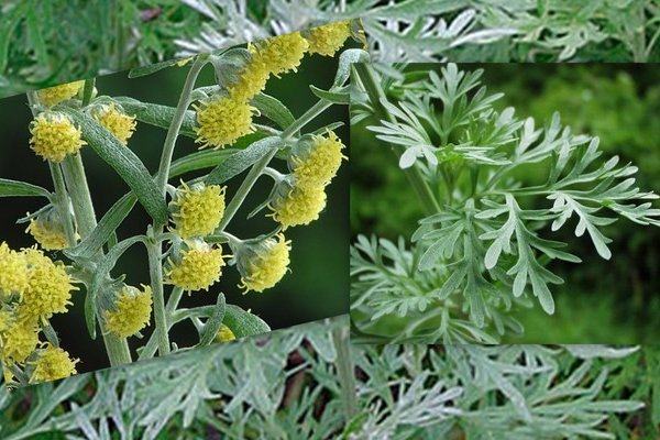 Divlji gorki pelin (Artemisia vulgaris)