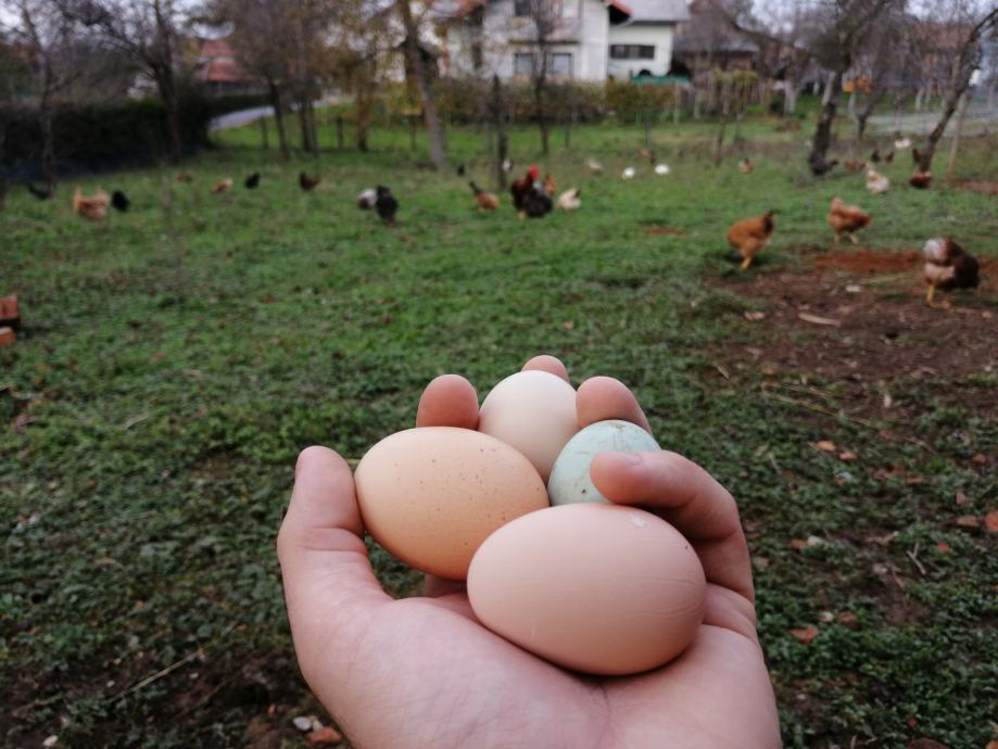 Svježa kokošja i ljekovita prepeličja jaja