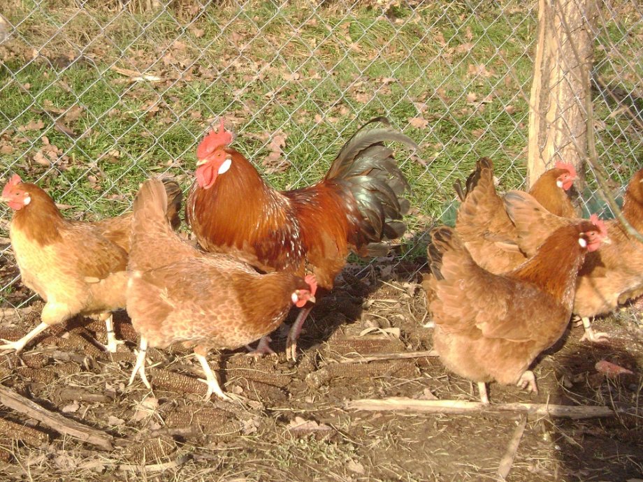 kokoši hrvatice -pilići