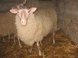 Ovce, istočno-frizijske