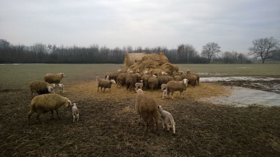 Ovce i Janjići