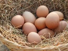 Kokošja i prepeličja jaja DOMAĆI UZGOJ