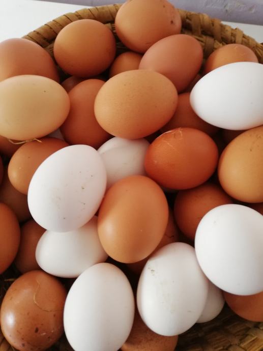 Prodajem domaća jaja iz slobodnog uzgoja po cijeni 0,90kn/kom