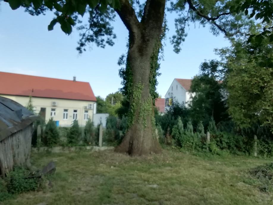 Drvo Jasen Ivanić Grad