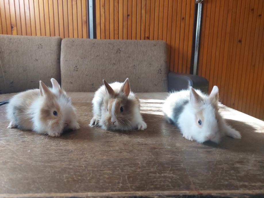 Kunići patuljasti lavljoglavi