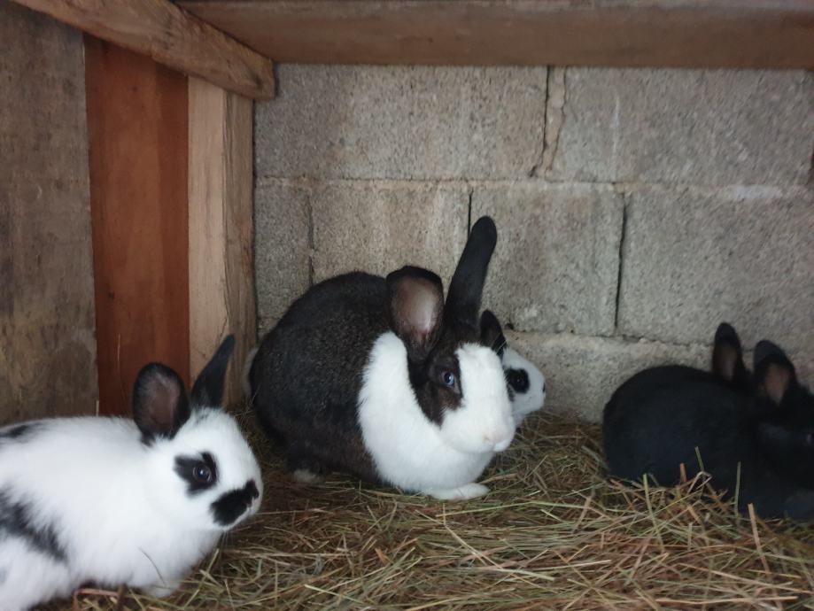 kunići