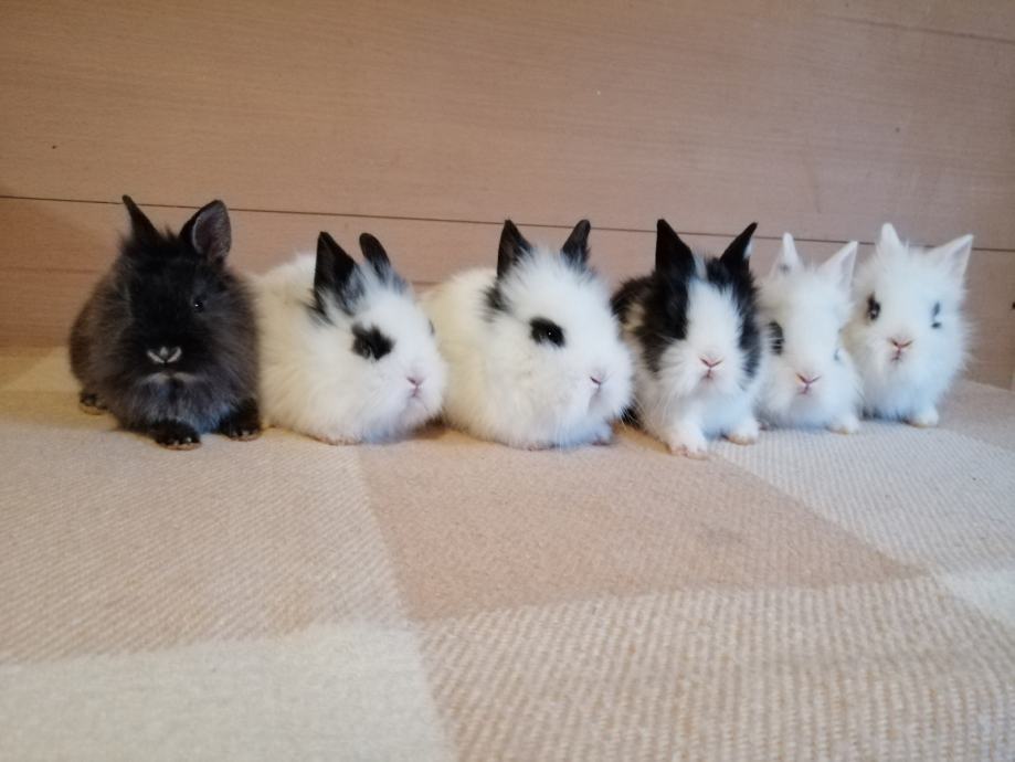 Mini kunići