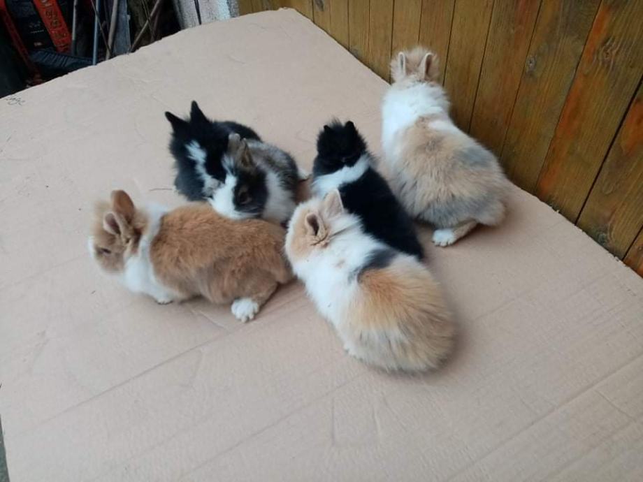 Mini kunići