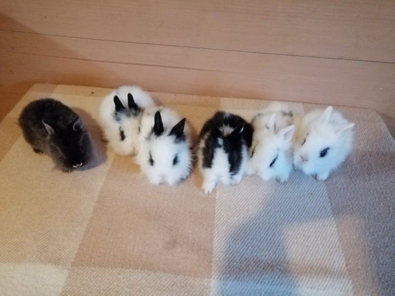 Mini kunići