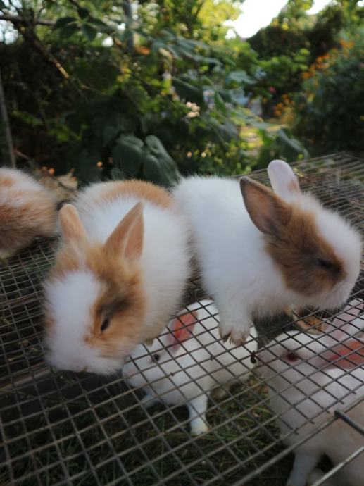 Mini kunići