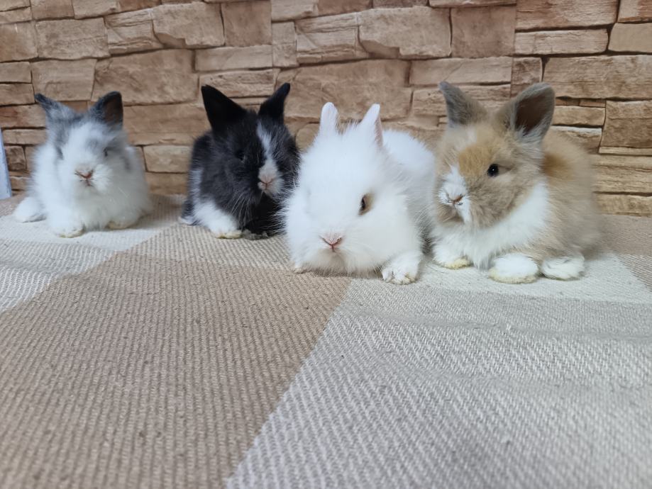 Mini kunići