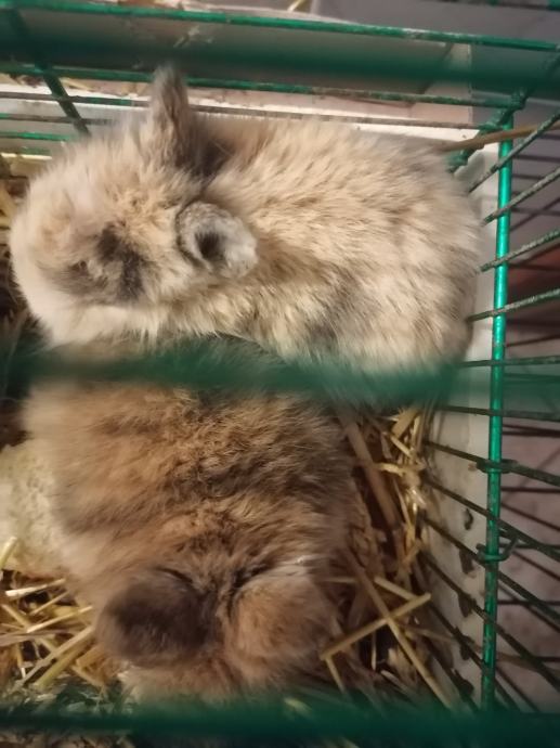 Mini patuljasti KUNIĆI uu pefh boji ostalo još 2 idealni za poklon