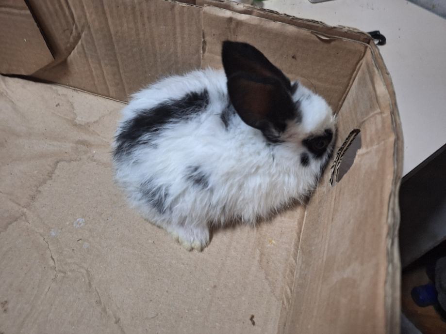 Mini patuljasti KUNIĆI uu pefh boji ostalo još 2 idealni za poklon