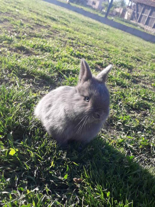 Patuljasti mini kunići