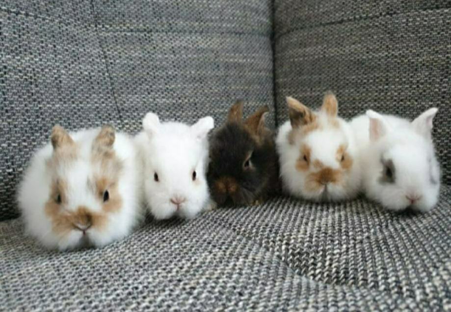 Patuljasti / mini kunići