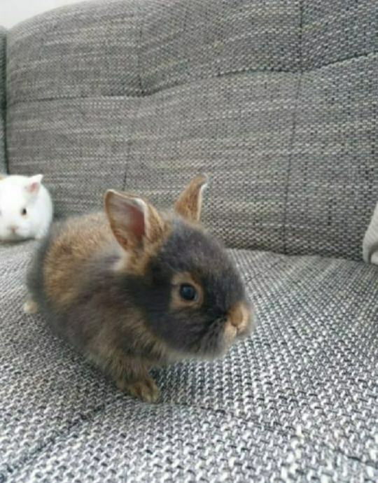 Patuljasti / mini kunići