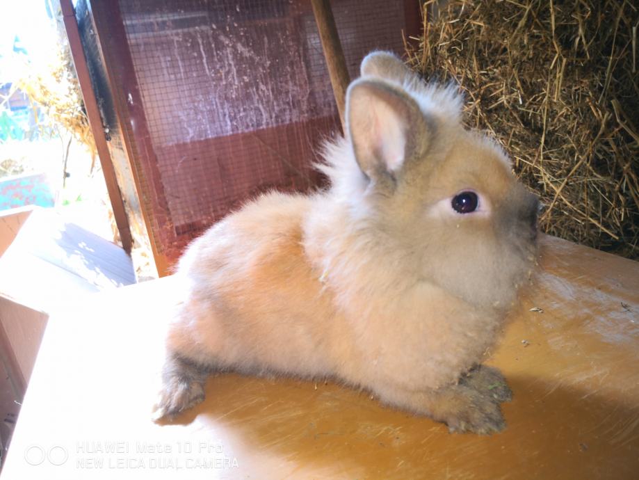 Prodajem mini zečeve
