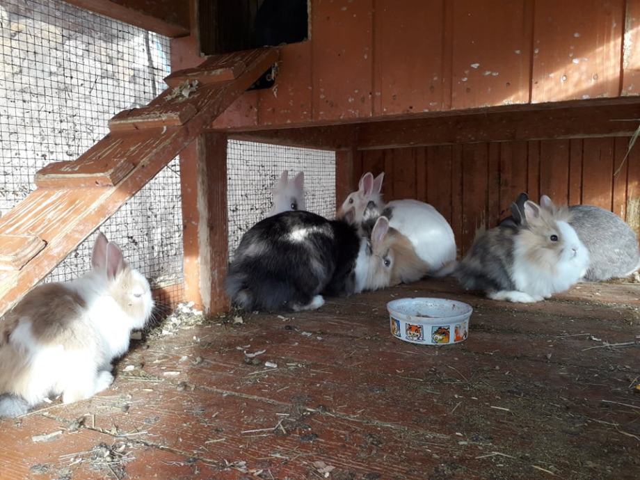 Prodaju se patuljasti kunići mini
