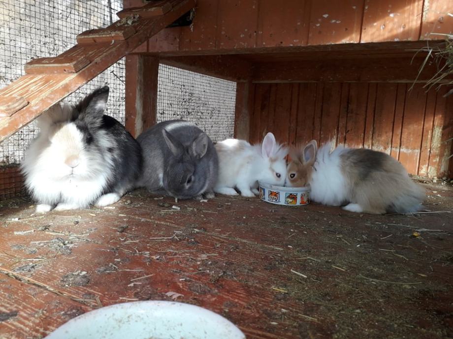 Prodaju se patuljasti kunići mini
