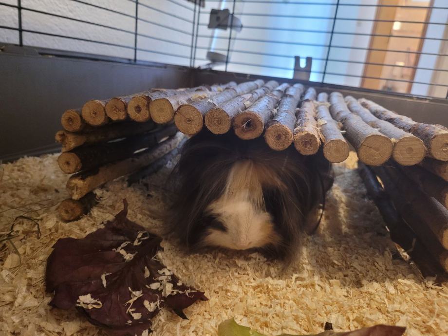Two male Guinea pigs