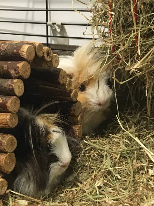 Two male Guinea pigs