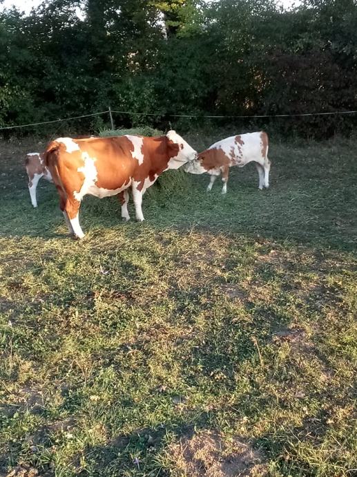 krave i telići na prodaju CJENA PO DOGOVORU