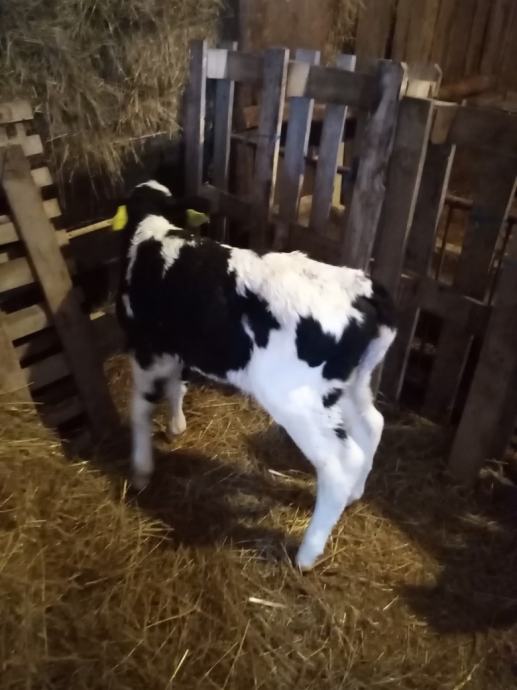 Telići simental