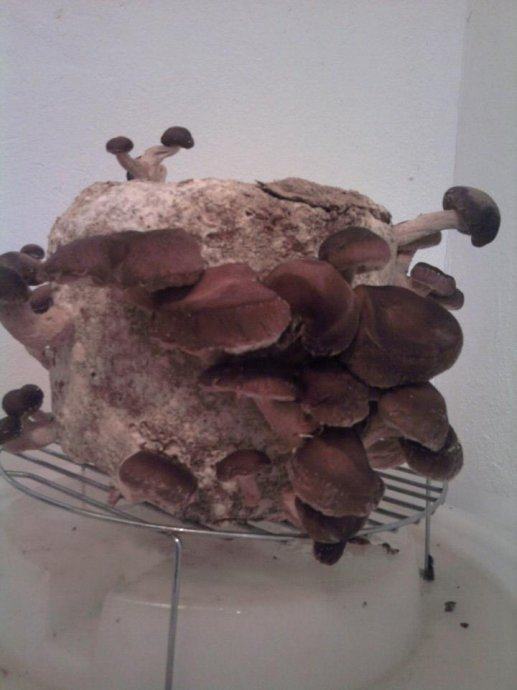 Micelij Shiitake