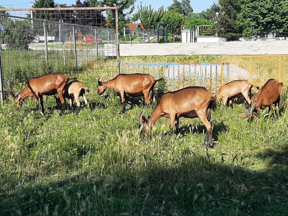 Dojne koze Alpina, prodajem, 1000kn,dnevno daju 2-3l mlijeka, V.Gorica