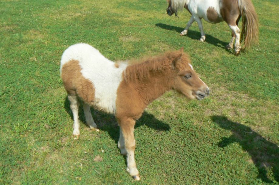 pony konji -mlado muško ždrijebe sa svim papirima