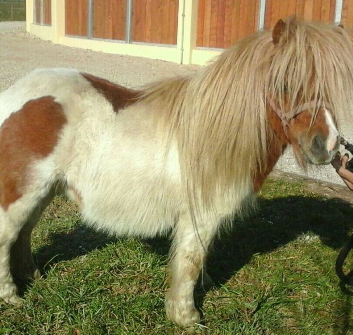 Pony pastuh mini