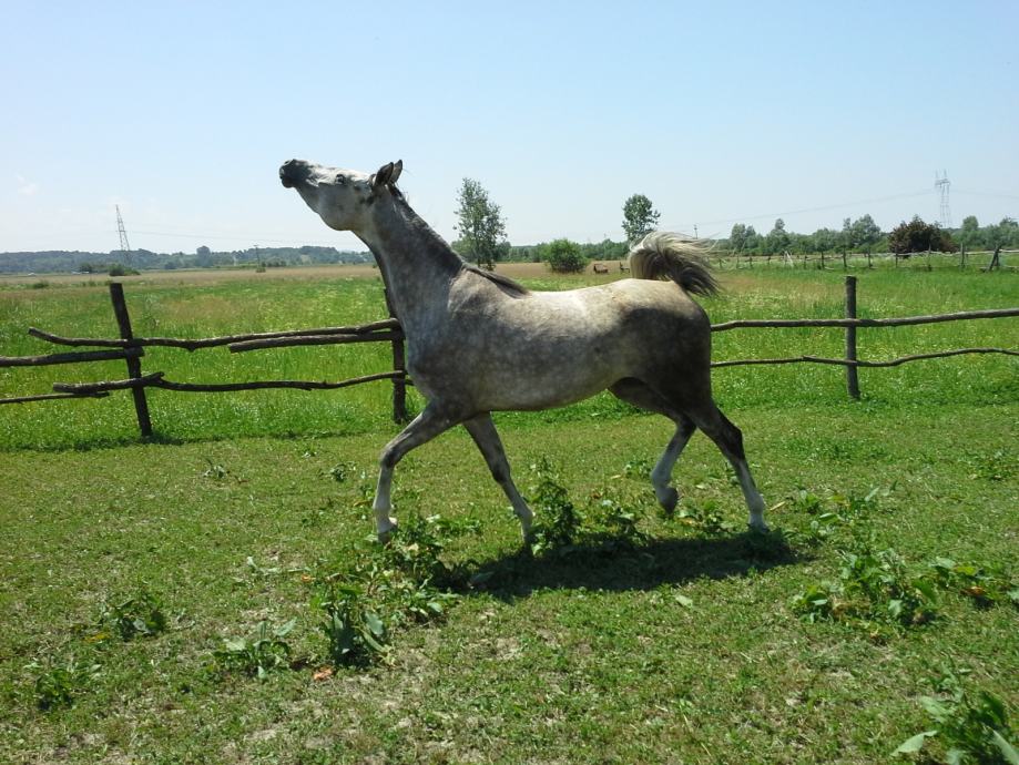 Punokrvna arapska ždrebica .