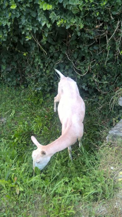 Koze Dvije Stare Dve I Pol Godine Prodajem