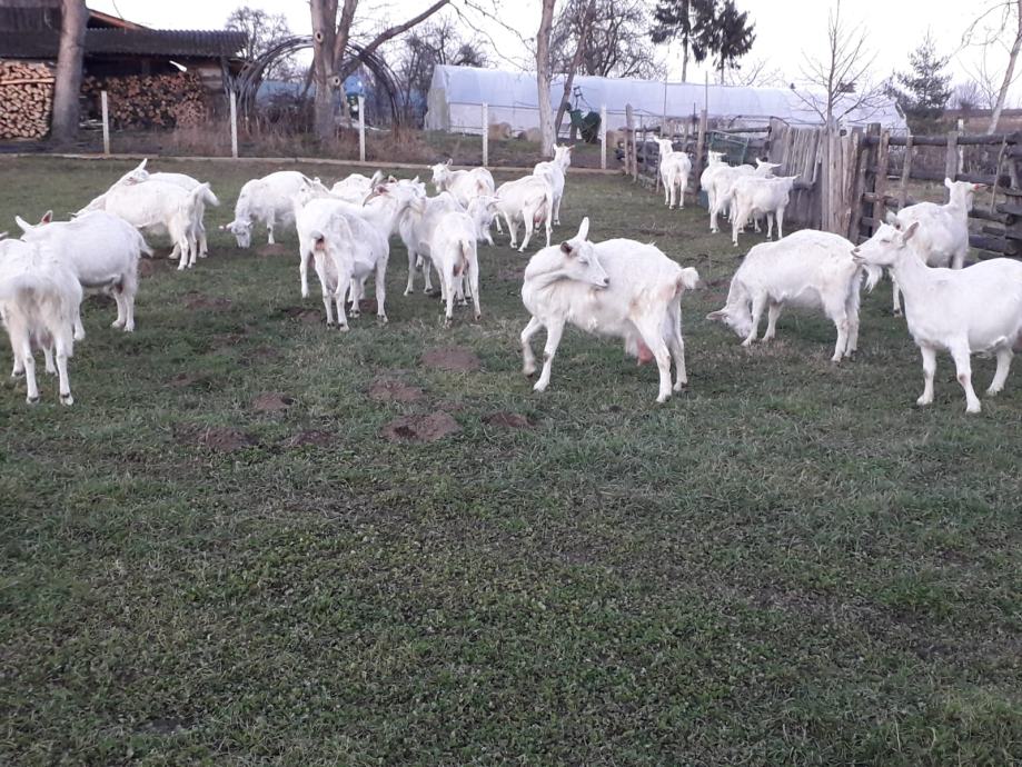 Vrlo povoljno prodaje se stado od 60 Sanskih koza sa 2 jarca