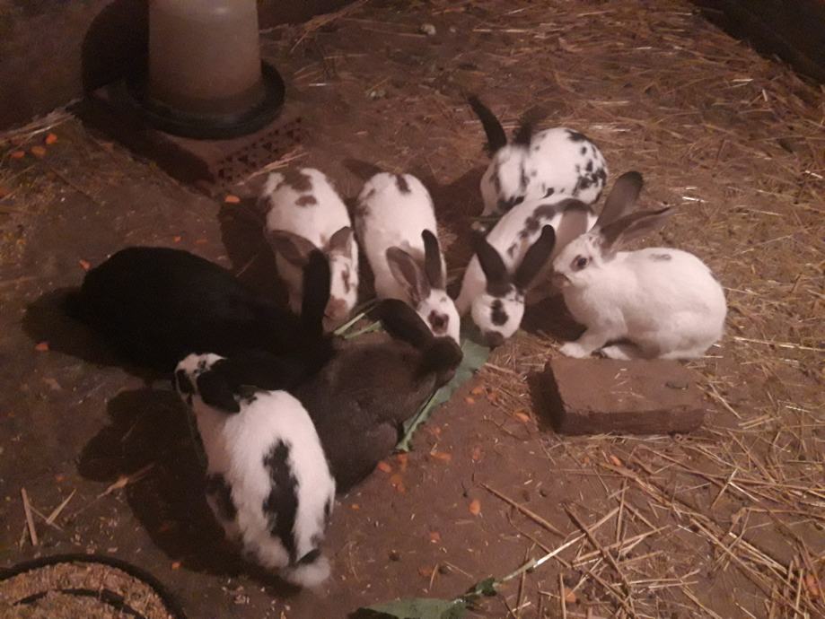 Domaći kunići
