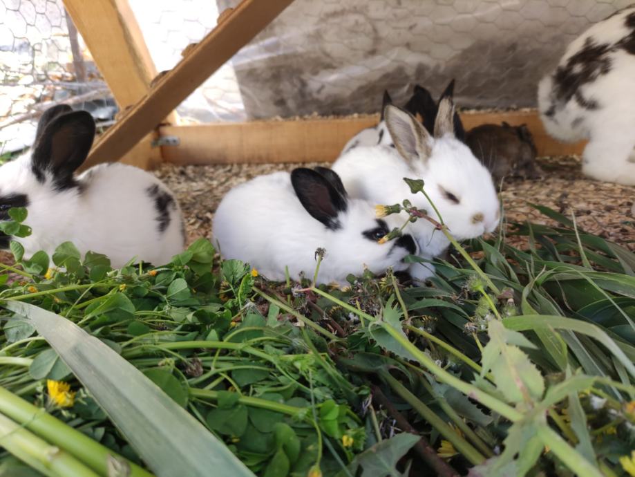 Kunići mladi