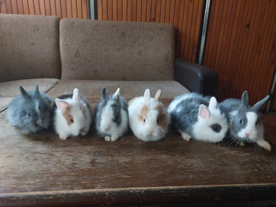 Kunići patuljasti lavljoglavi