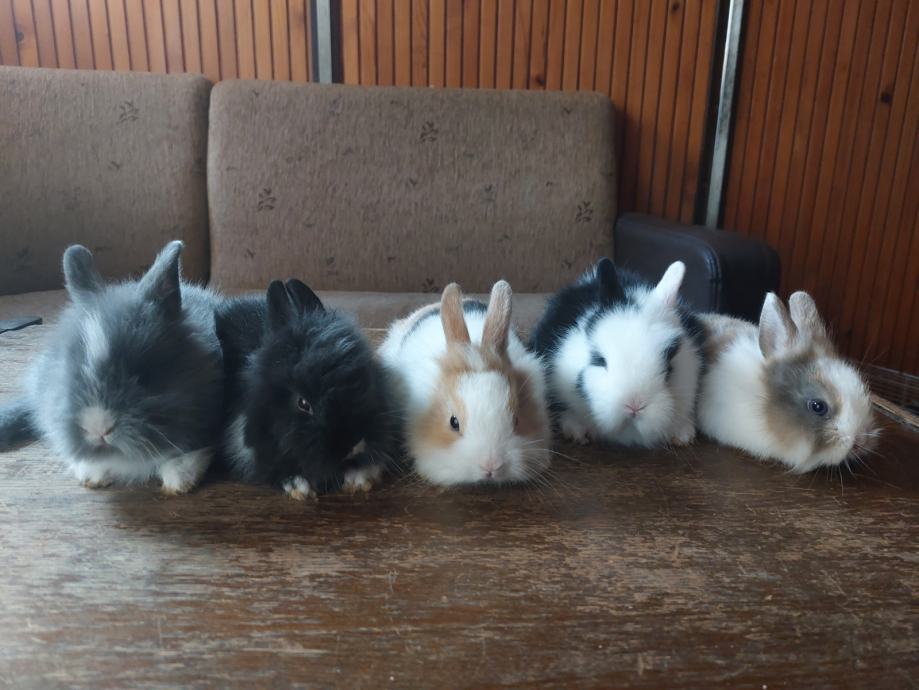 Kunići patuljasti lavljoglavi