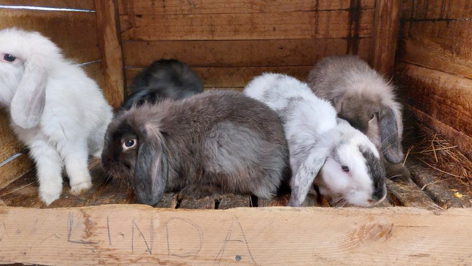 kunići