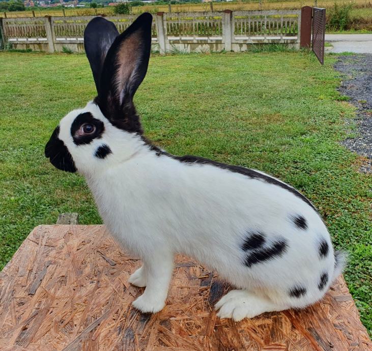 orijaški (Njemački)šarci