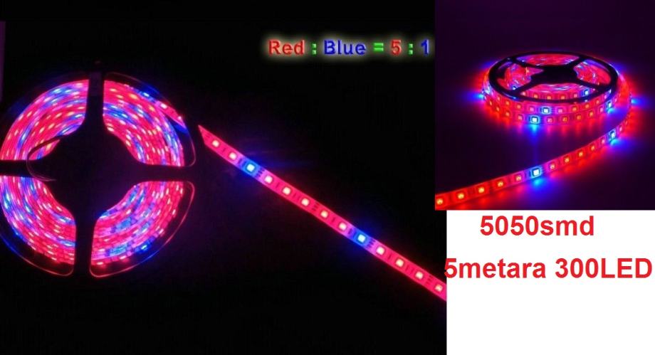 LED traka 5050 SMD 5Ledica crveni 1ledica plava 5metara DC12 IP20