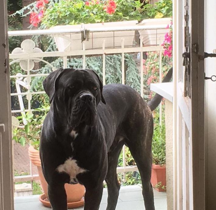 Cane Corso Belfast Padrone di Zara spreman za parenje