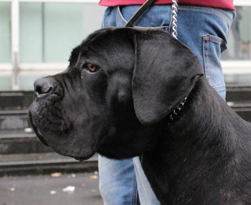 Cane Corso Belfast Padrone di Zara spreman za parenje