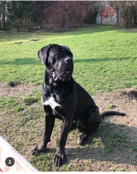 Cane Corso Belfast Padrone di Zara spreman za parenje