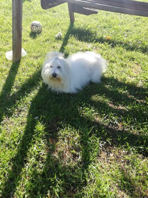 Coton de Tulear, muzjak za paranje