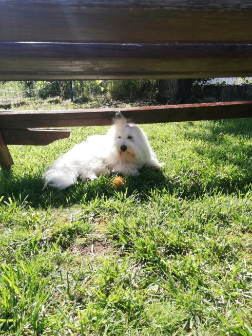 Coton de Tulear, muzjak za paranje